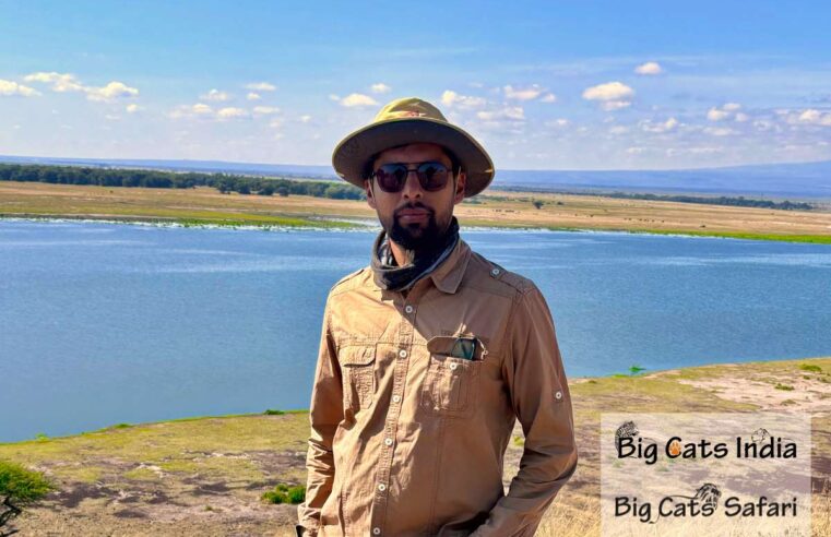 From Himalayas to Savannah: My Journey Across the World’s Big Cat Kingdoms